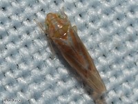 Leafhopper