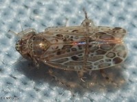 Leafhopper