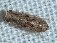 Leafhopper