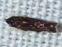 Leafhopper