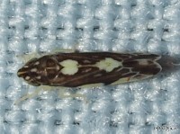 Leafhopper