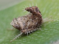 Leafhopper Nymph