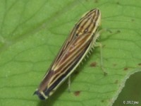 Leafhopper