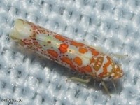 Leafhopper