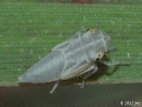 Leafhopper Nymph