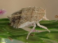 Leafhopper Nymph