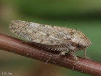 Leafhopper