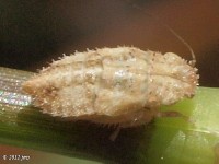 Leafhopper Nymph