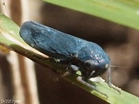 Male Leafhopper