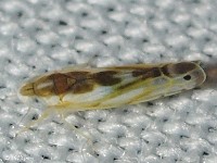 Leafhopper