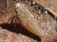 Gray Lawn Leafhopper Nymph