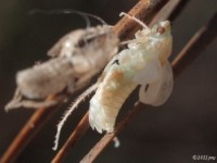 Leafhopper Nymph