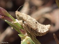 Leafhopper Nymph