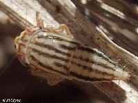 Leafhopper Nymph