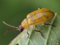 Banded Cucumber Beetle