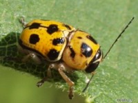 Leaf Beetle