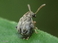 Pea and Bean Weevil