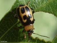 Leaf Beetle