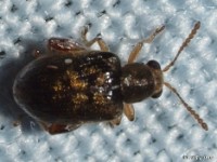 Waterfern Flea Beetle