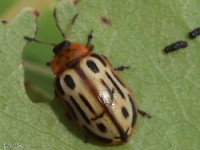 Leaf Beetle