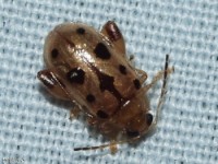 Flea Beetle