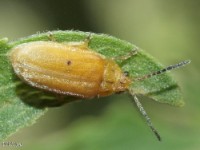 Leaf Beetle