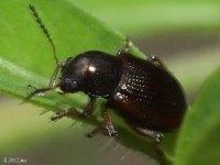 Flea Beetle