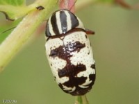 Leaf Beetle