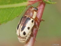 Scriptured Leaf Beetle