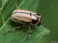 Scriptured Leaf Beetle