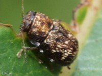 Scriptured Leaf Beetle