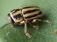 Scriptured Leaf Beetle