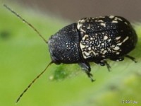 Scriptured Leaf Beetle