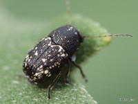 Scriptured Leaf Beetle