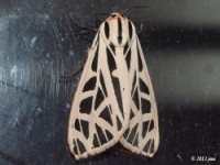 Doris Tiger Moth