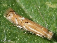 Riibon Cocoon- Maker Moth