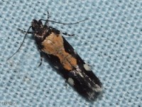 Red-necked Peanutworm Moth