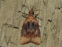 Black-shaded Platynota Moth