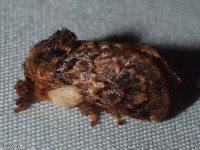 Hag, Monkey Slug Moth