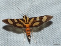 Orange-spotted Flower Moth