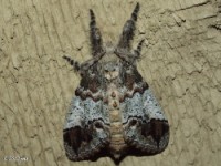 Yellow-based Tussock Moth