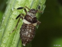 Delphacid Planthopper