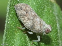 Issid Planthopper