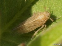 Delphacid Planthopper