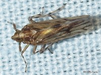 Delphacid Planthopper