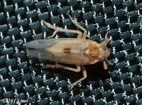 Delphacid Planthopper