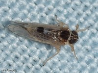 Delphacid Planthopper