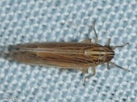 Delphacid Planthopper