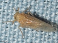 Delphacid Planthopper