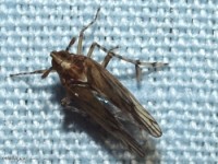 Delphacid Planthopper